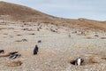 Magellanic Penguin colony