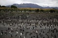 Magellanic penguin colony, Tierra del Fuego