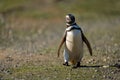 Magellanic penguin crosses flat ground lifting foot Royalty Free Stock Photo