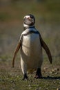 Magellanic penguin crosses flat ground towards camera Royalty Free Stock Photo