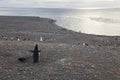 Magellanic penguin gazing at the panorama Royalty Free Stock Photo