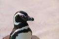 Magellanic Penguin.