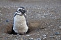 Magellanic penguin at his nest Royalty Free Stock Photo