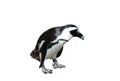 Magellanic Penguin Isolated on White