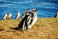 Magellanic Penguin on Magdalena Island, Chile Royalty Free Stock Photo