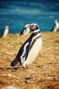 Magellanic Penguin on Magdalena Island, Chile Royalty Free Stock Photo