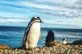 Magellanic Penguin on Magdalena Island, Chile Royalty Free Stock Photo