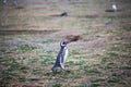 Magellanic Penguin, Magdalena Island Royalty Free Stock Photo