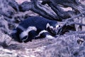 Magellanic Penguin nesting in Peninsula Valdes - Argentina Royalty Free Stock Photo