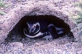 Magellanic Penguin nesting in Peninsula Valdes - Argentina Royalty Free Stock Photo