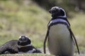 Magellanic Penguin Pair in Colony. Royalty Free Stock Photo