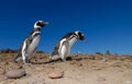 Magellanic Penguin in Patagonia