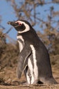 Magellanic Penguin in Patagonia