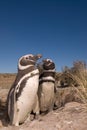 Magellanic Penguin in Patagonia