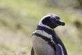 Magellanic Penguin portrait Falkland Islands