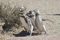 Magellanic Penguin, Punta Tombo, Argentina Royalty Free Stock Photo