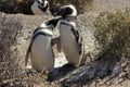 Magellanic Penguin, Punta Tombo, Argentina Royalty Free Stock Photo