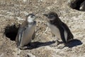 Magellanic Penguin, Punta Tombo, Argentina Royalty Free Stock Photo