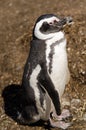 Magellanic Penguin in southern Patagonia