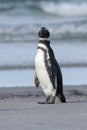 Magellanic penguin (Spheniscus magellanicus)