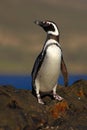 Magellanic penguin, Spheniscus magellanicus, bird on the rock beach, ocean wave in the background, Falkland Islands