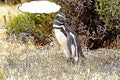 The Magellanic penguin Spheniscus magellanicus cartoon