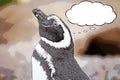 The Magellanic penguin Spheniscus magellanicus cartoon