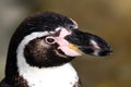 Magellanic Penguin