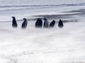 Magellanic penguin, Spheniscus magellanicus, resist the sandstorm of Sounder Island, Falkland Islands-Malvinas