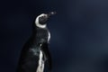 Magellanic Penguin - South American Penguin Royalty Free Stock Photo