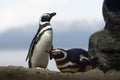 Magellanic Penguin - South American Penguin Royalty Free Stock Photo