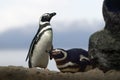 Magellanic Penguin - South American Penguin