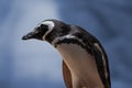 Magellanic Penguin - South American Penguin