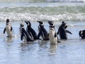 Magellanic penguin, Spheniscus magellanicus, swimming in the sea island of Sounders, Falkland Islands-Malvinas