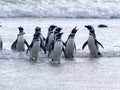 Magellanic penguin, Spheniscus magellanicus, swimming in the sea island of Sounders, Falkland Islands-Malvinas