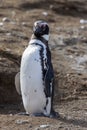 The Magellanic Penguin (Spheniscus magellanicus) Vertical Portrait Royalty Free Stock Photo