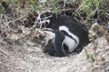 Magellanic penguin in the Valdes Peninsula