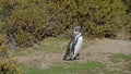 Magellanic Penguin walking in between bushes