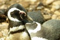 Magellanic penguins