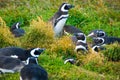 Magellanic penguins