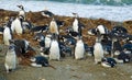 Magellanic penguins