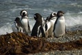 Magellanic penguins