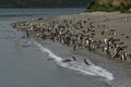 Magellanic penguins, Beagle Channel, Argentina Royalty Free Stock Photo