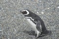 Magellanic penguins in the Beagle channel. Royalty Free Stock Photo