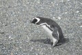 Magellanic penguins in the Beagle channel. Royalty Free Stock Photo