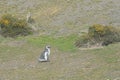 Magellanic penguins in the Beagle channel. Royalty Free Stock Photo