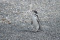 Magellanic penguins in the Beagle channel. Royalty Free Stock Photo