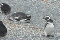 Magellanic penguins in the Beagle channel. Royalty Free Stock Photo