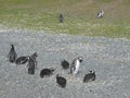 Magellanic penguins in the Beagle channel. Royalty Free Stock Photo