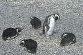 Magellanic penguins in the Beagle channel. Royalty Free Stock Photo